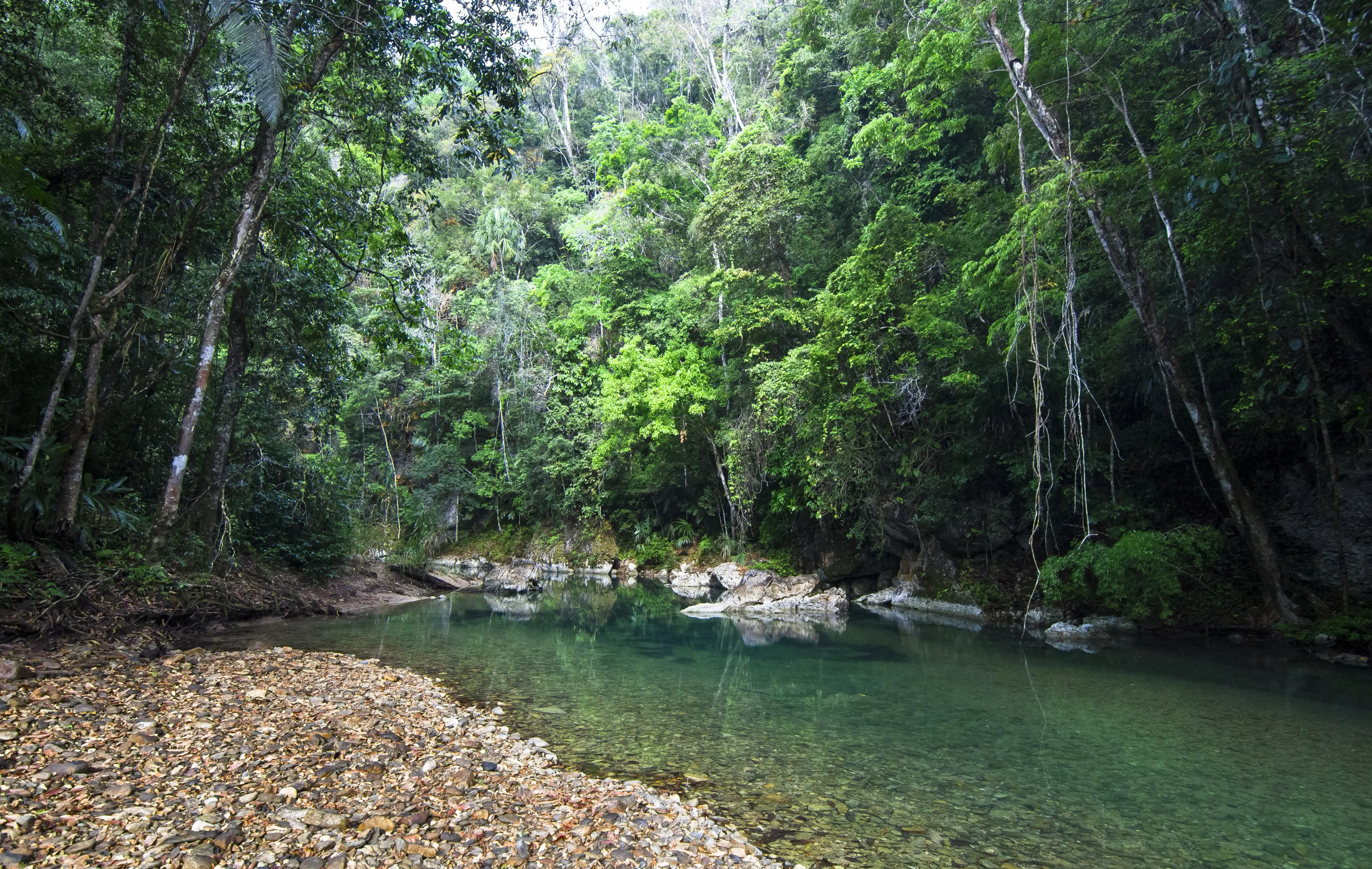 Daintree Rainforest
